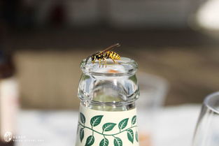 Duang！瑞典鳌虾派对 无酒也狂欢的北欧盛宴